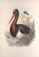 An illustration from The birds of Great Britain (1862)
