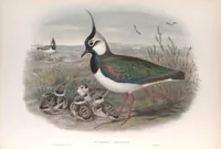 An illustration from The birds of Great Britain (1862)
