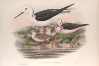 An illustration from The birds of Great Britain (1862)