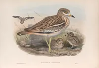 An illustration from The birds of Great Britain (1862)