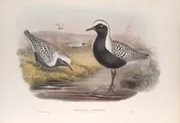 An illustration from The birds of Great Britain (1862)