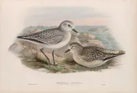 An illustration from The birds of Great Britain (1862)
