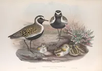 An illustration from The birds of Great Britain (1862)