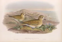 An illustration from The birds of Great Britain (1862)