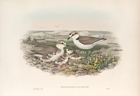 An illustration from The birds of Great Britain (1862)