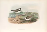 An illustration from The birds of Great Britain (1862)