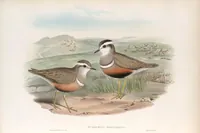 An illustration from The birds of Great Britain (1862)