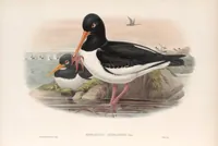 An illustration from The birds of Great Britain (1862)