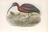 An illustration from The birds of Great Britain (1862)