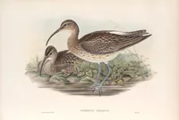 An illustration from The birds of Great Britain (1862)