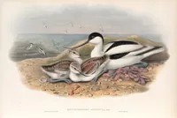 An illustration from The birds of Great Britain (1862)