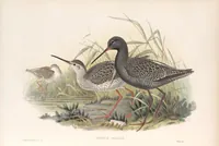 An illustration from The birds of Great Britain (1862)