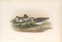 An illustration from The birds of Great Britain (1862)