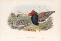 An illustration from The birds of Great Britain (1862)