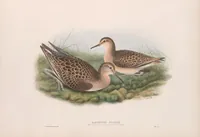 An illustration from The birds of Great Britain (1862)