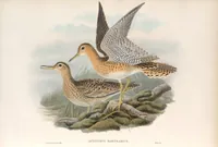 An illustration from The birds of Great Britain (1862)