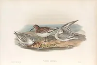 An illustration from The birds of Great Britain (1862)