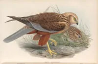 An illustration from The birds of Great Britain (1862)