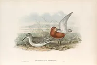 An illustration from The birds of Great Britain (1862)