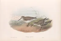 An illustration from The birds of Great Britain (1862)