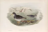 An illustration from The birds of Great Britain (1862)