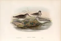 An illustration from The birds of Great Britain (1862)