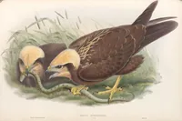 An illustration from The birds of Great Britain (1862)
