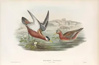 An illustration from The birds of Great Britain (1862)
