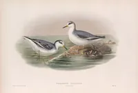 An illustration from The birds of Great Britain (1862)