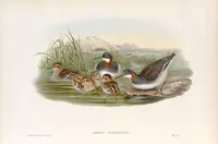 An illustration from The birds of Great Britain (1862)