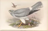 An illustration from The birds of Great Britain (1862)