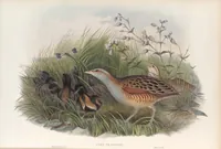 An illustration from The birds of Great Britain (1862)