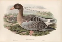 An illustration from The birds of Great Britain (1862)
