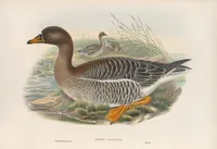 An illustration from The birds of Great Britain (1862)
