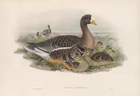 An illustration from The birds of Great Britain (1862)