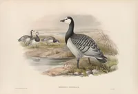 An illustration from The birds of Great Britain (1862)