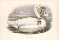 An illustration from The birds of Great Britain (1862)