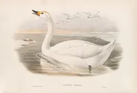 An illustration from The birds of Great Britain (1862)