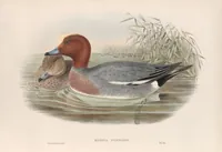 An illustration from The birds of Great Britain (1862)