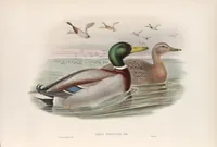 An illustration from The birds of Great Britain (1862)