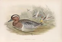 An illustration from The birds of Great Britain (1862)