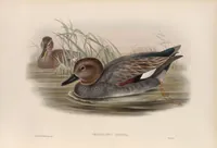 An illustration from The birds of Great Britain (1862)