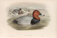 An illustration from The birds of Great Britain (1862)