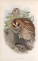 An illustration from The birds of Great Britain (1862)