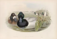 An illustration from The birds of Great Britain (1862)