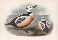 An illustration from The birds of Great Britain (1862)
