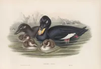 An illustration from The birds of Great Britain (1862)
