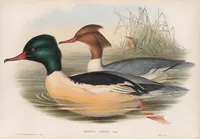 An illustration from The birds of Great Britain (1862)