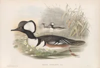 An illustration from The birds of Great Britain (1862)