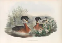 An illustration from The birds of Great Britain (1862)
